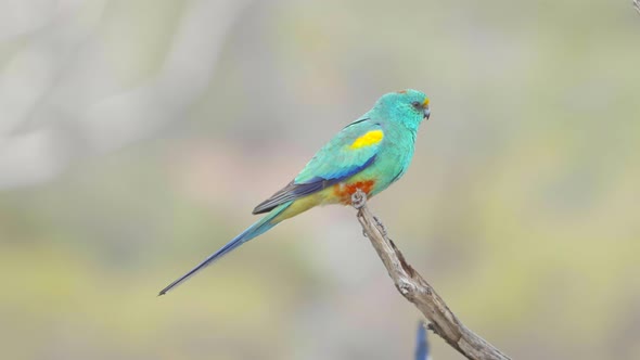 Gluepot Nature Reserve in South Australia