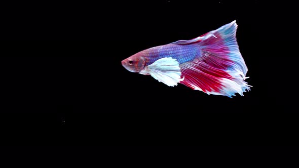 Siamese fighting fish (Betta splendens)