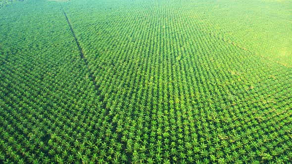 Drone is flying over young oil palm trees in plantation