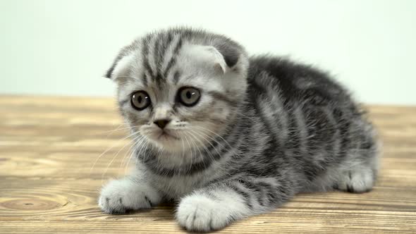 Kitten Scottish Fold with Big Eyes Sits . White Background