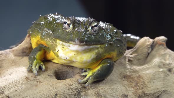 Cyclorana Toad-water Pot Frog Sitting on Wooden Snag in Black Background. Close Up