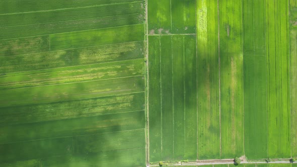 The Paddy Rice Fields of Kedah and Perlis, Malaysia