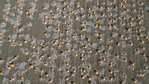 Bird's Eye View of a Pumpkin Patch on a Farm Ready for Harvest Aerial Flyover