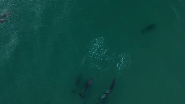 Aerial view of a large pod of dolphins playing and interacting in the ocean waves