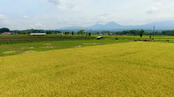 Aerial view of ripe rice field ready to harvest by Grabag village Java Indonesia