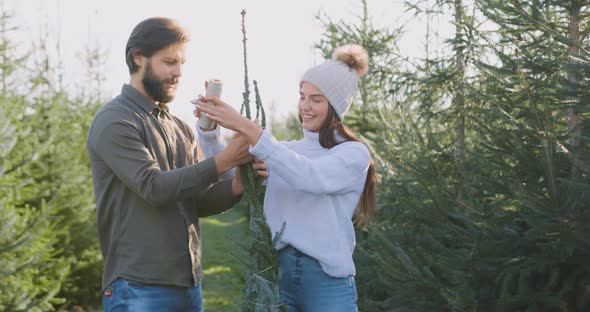 Man Holding Fir tree while His Charming Satisfied Wife Ties with Threads Selected Coniferous