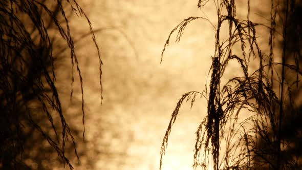 Grass In Sunset