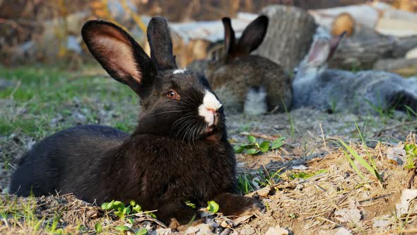 Black Rabbit Lying on the Grass in the Forest and Looking at the Camera