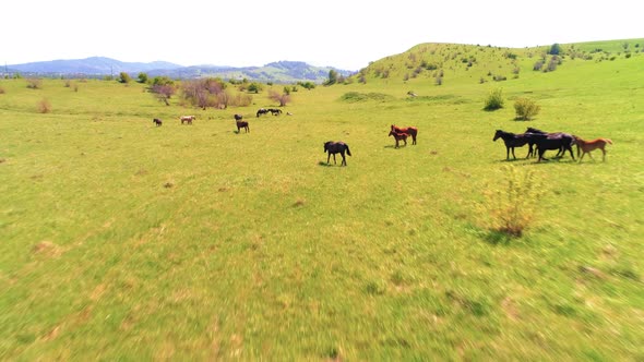 Flight Over Wild Horses Herd on Mountain Meadow