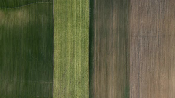 Wheat Fields View From the Sky