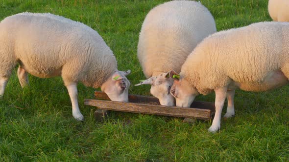 cute organic lambs eating cute organic lambs eating