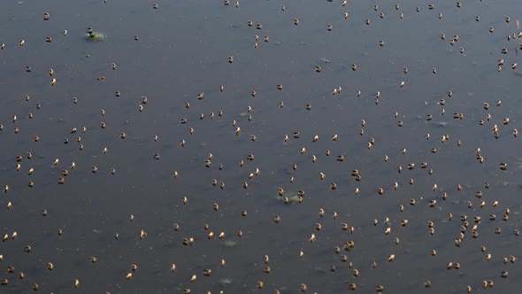 Flies Flying And Floating On The Dirty Pond In Firmat, Santa Fe, Argentina - Closeup Shot