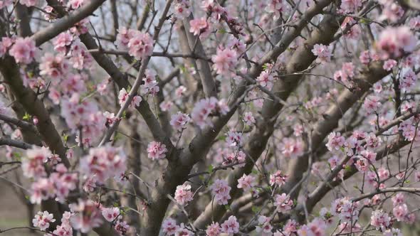 Slow Motion Closeup of Blooming Almond Tree Pink Flowers at Strong Wind During Springtime in Moldova