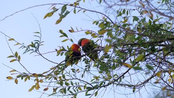 Rainbow Lorikeet Parent Feeding Young With Regurgitated Food, SLOW MOTION