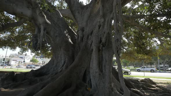 Old tree in Beverly Hills