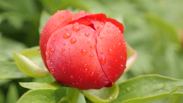 Paeoniaceae plant under raindrops close-up 4K 2160p 30fps UltraHD footage - Shallow DOF Paeonia pere