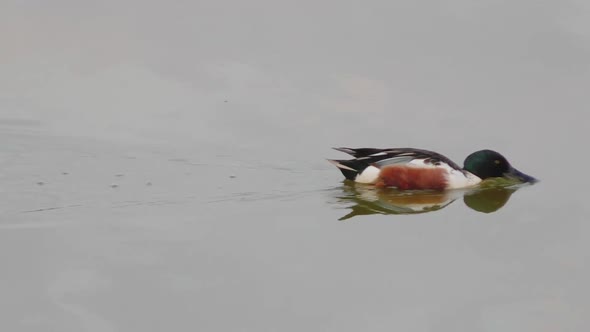 Northern shoveler male feeding by sifting the water with its large bill