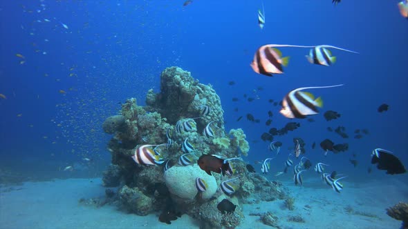 Coral Garden Banner-Fish