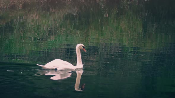 Swan Fishes Around River At Sunset