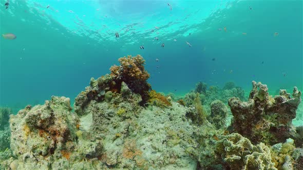 Coral Reef and Tropical Fish. Philippines.