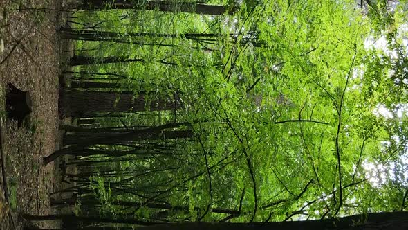 Vertical Video of a Forest with Trees