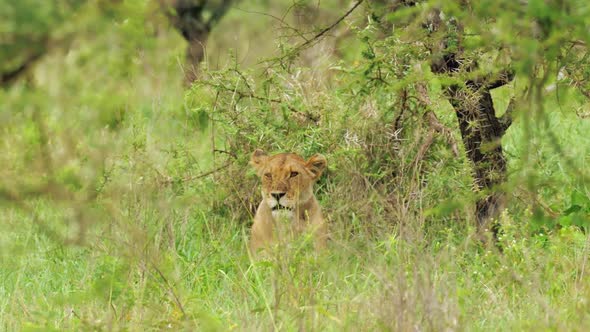 Wild Lioness Laying in Tall Grass Estimating Situation Around