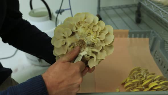 Yellow Oyster Mushroom in DIY Mushroom Farm