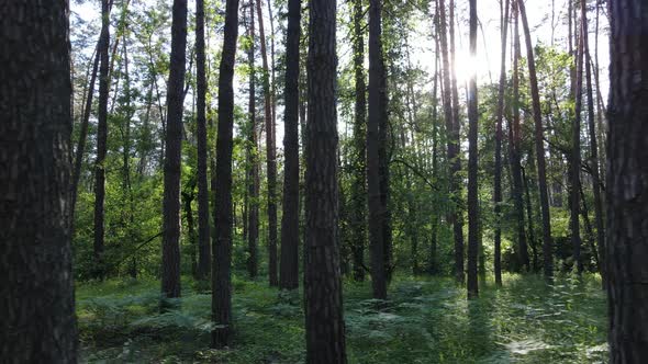 Beautiful Green Forest on a Summer Day Slow Motion