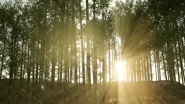 Green Bamboo Forest in Hills