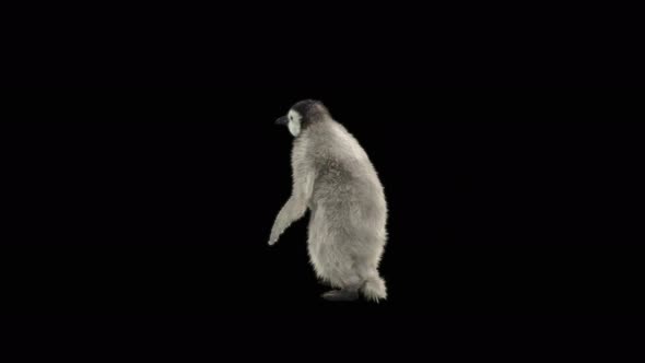 82 Penguin Dancing 4K