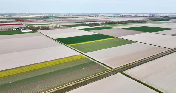 Aerial backwards view of tulip fields and farmland, Flevoland, Netherlands