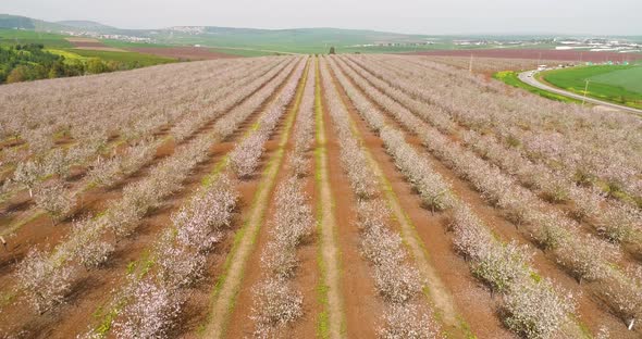 Aerial View of field of cherry trees, Ein Harod, Northern District, Israel.