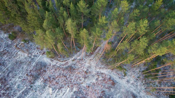 Plot of the Destroyed Forest After Continuous Felling of Trees