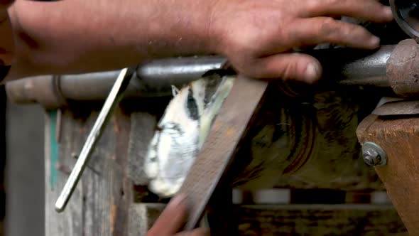 Farrier Smoothing Horse Hoof with a Metal Tool