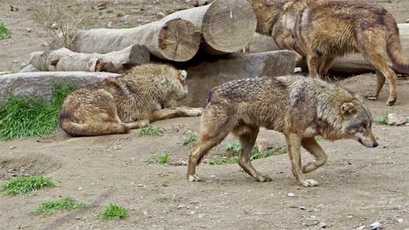 Herd Of Wild Wolves Roaming In Forest Habitats
