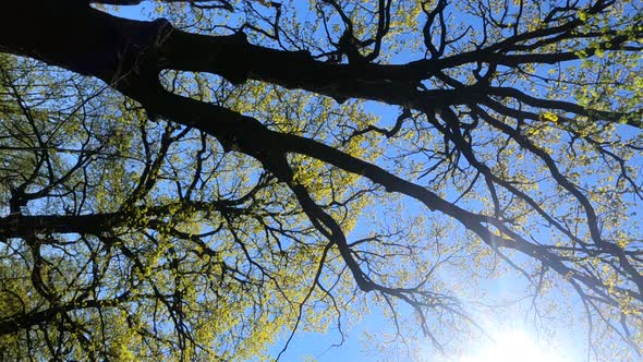 Vertical Video of the Forest in the Spring on a Sunny Day