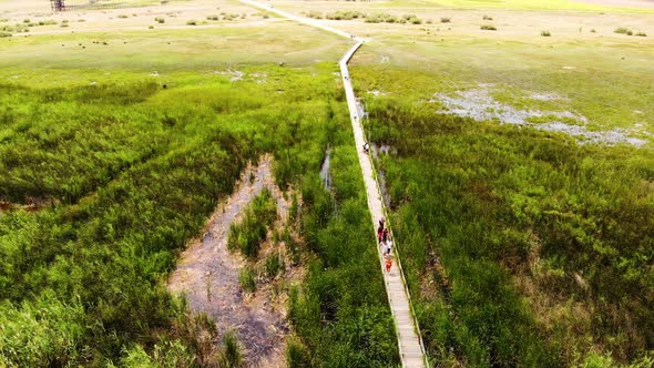 Reeds and Wooden Bridge Landscape