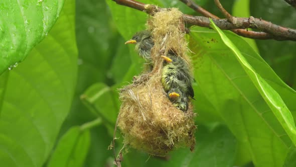three orange bellied flowerpecker chicks in a nest under the rain