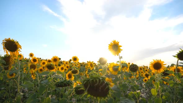 Beautiful Nature Scene of Meadow with Blooming Sunflowers