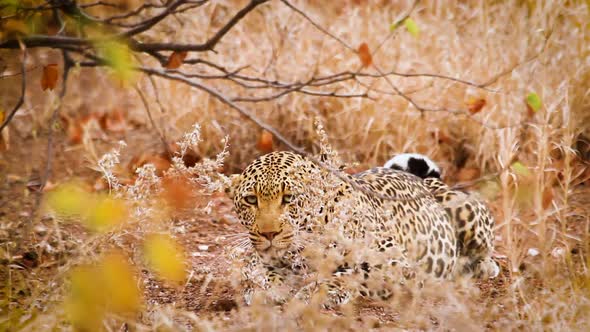 Leopard in Kruger National park, South Africa