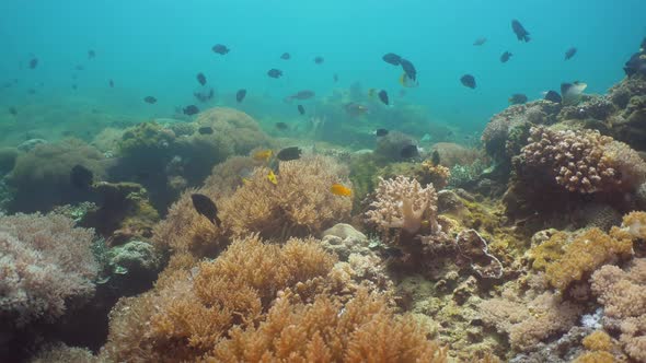 Coral Reef Tropical Fish