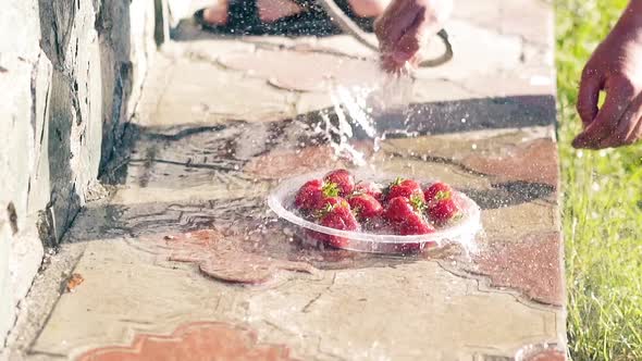 CU Slow Motion Man Washes Fresh Strawberries with Cold Water From a Hose The Sun is at Its Zenith