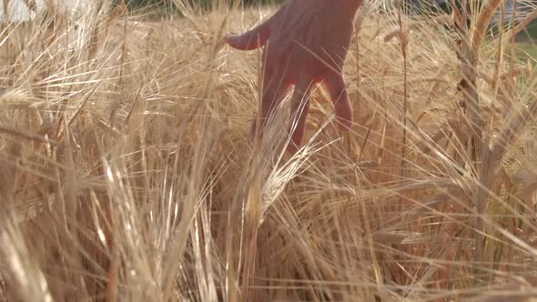 Hand on Golden Wheat Agriculture Field at Slow Motion