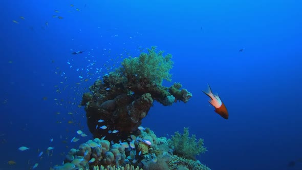 Reef Coral Tropical Garden