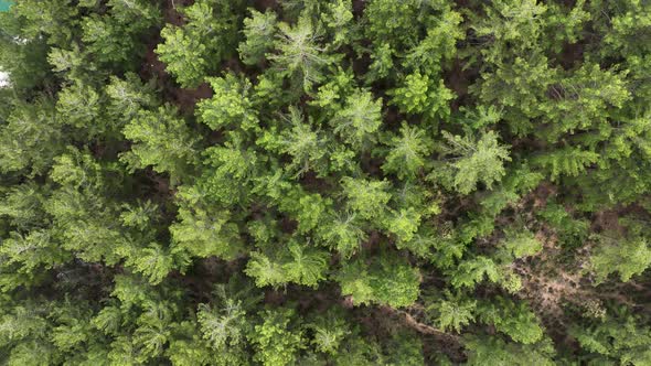 Mysterious forest high in the mountains aerial view 4 K