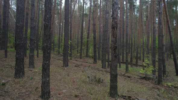 Fallen Trees In An Old Pine Forest