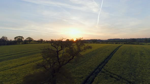 Rapeseed Fields During The Late Evening in England