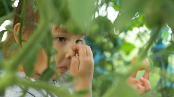 Young Pretty Girl Eats Ripe Tomato Behind Close Green Leaves