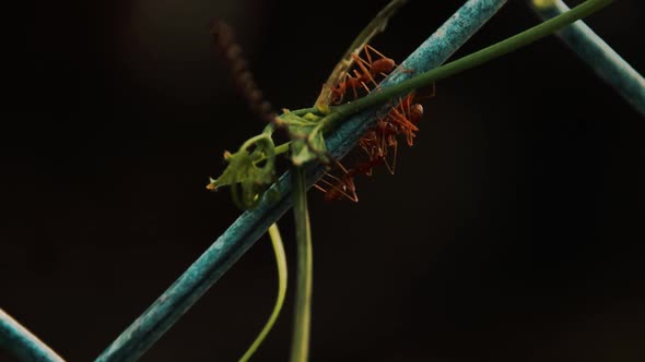 Close up of weaver ants or Oecophylla Smaragdina crawling along an iron wire