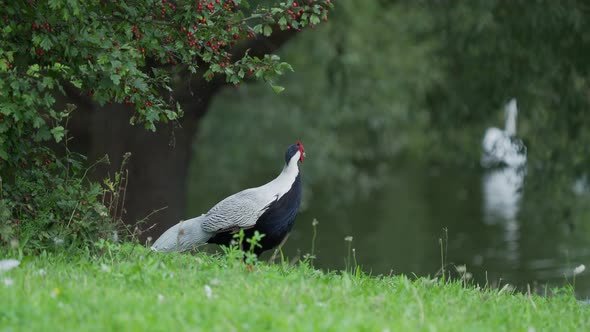 Silver Pheasant Lophura Nycthemera Searching for Food in Grass of Field.